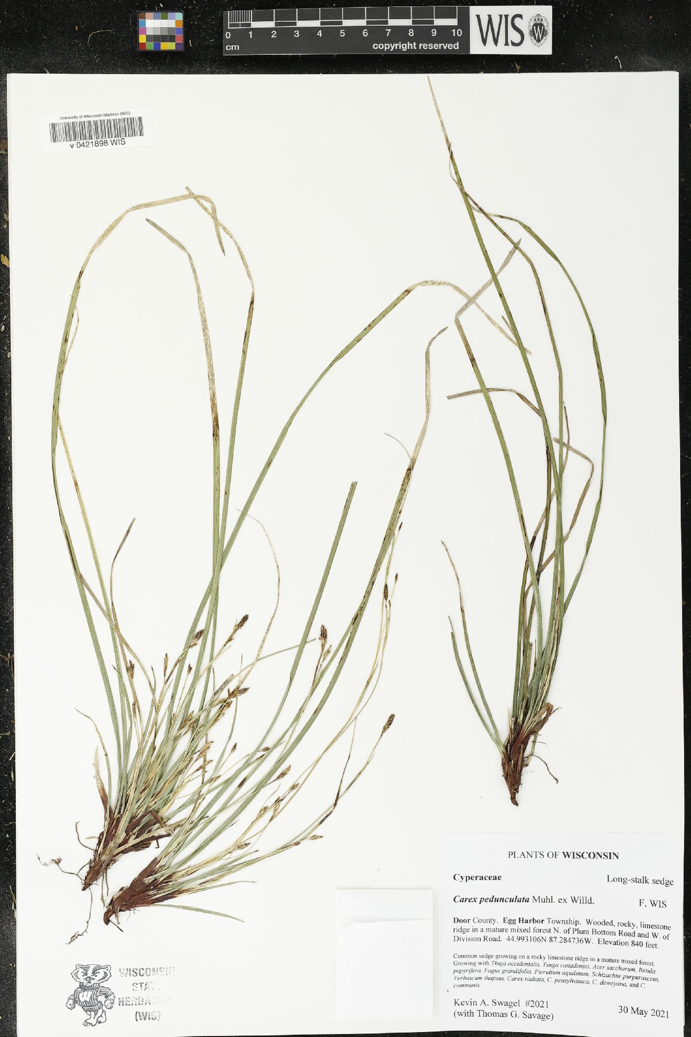 Carex pedunculata image