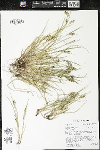 Carex garberi image