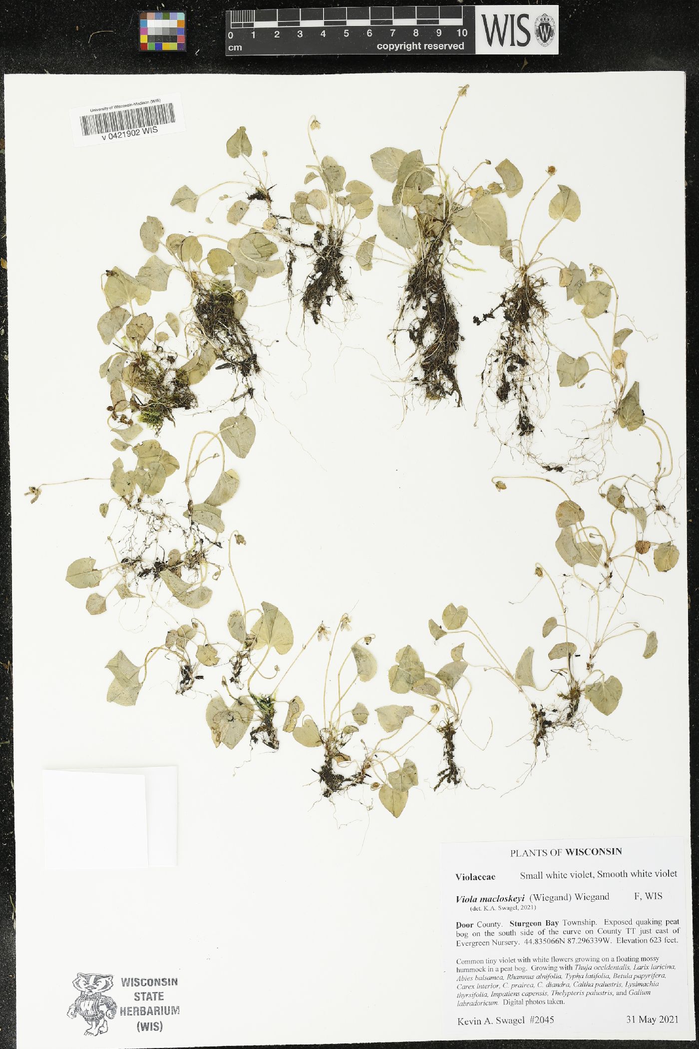 Viola macloskeyi image