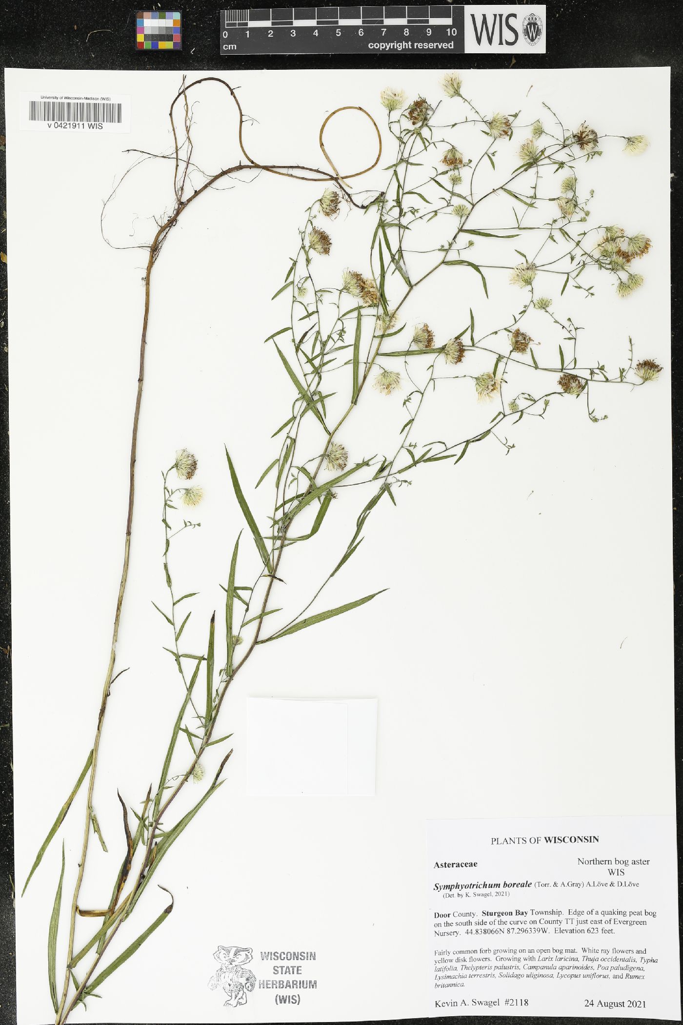 Symphyotrichum boreale image