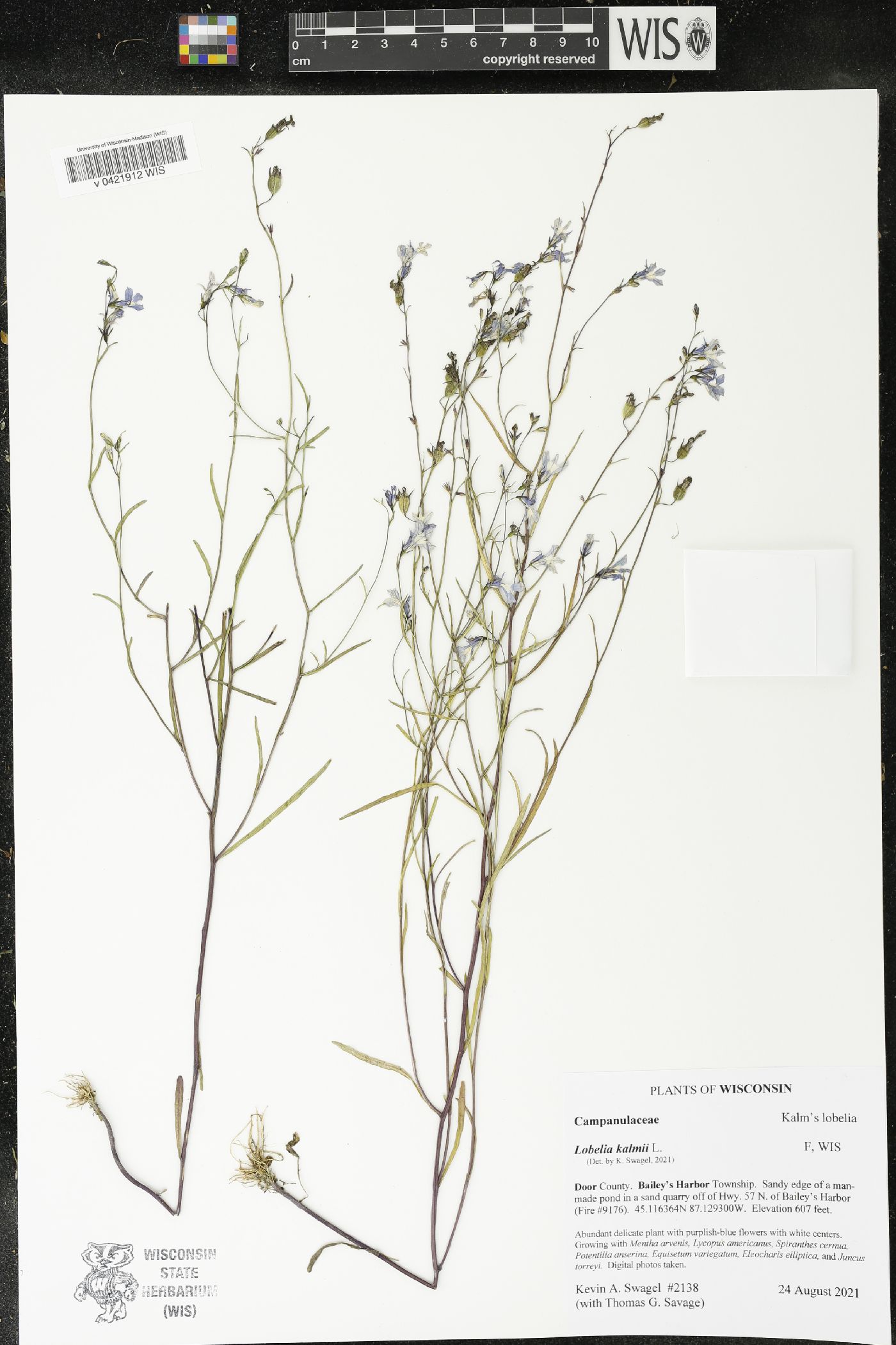Lobelia kalmii image