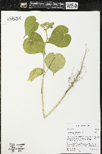 Abutilon theophrasti image