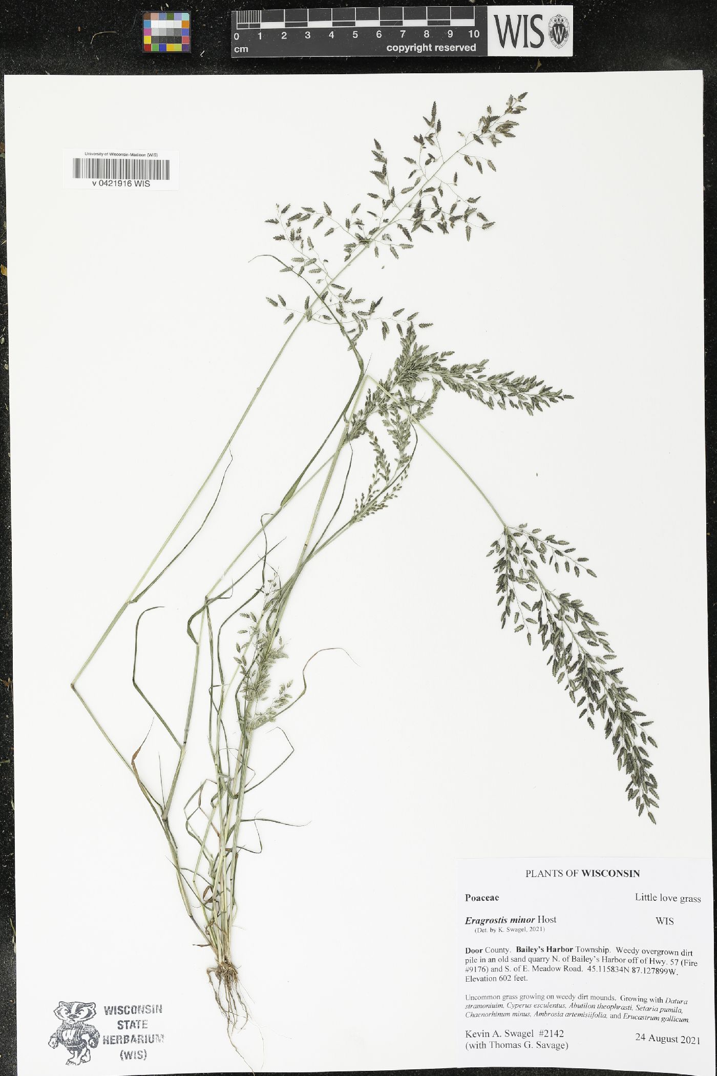 Eragrostis minor image