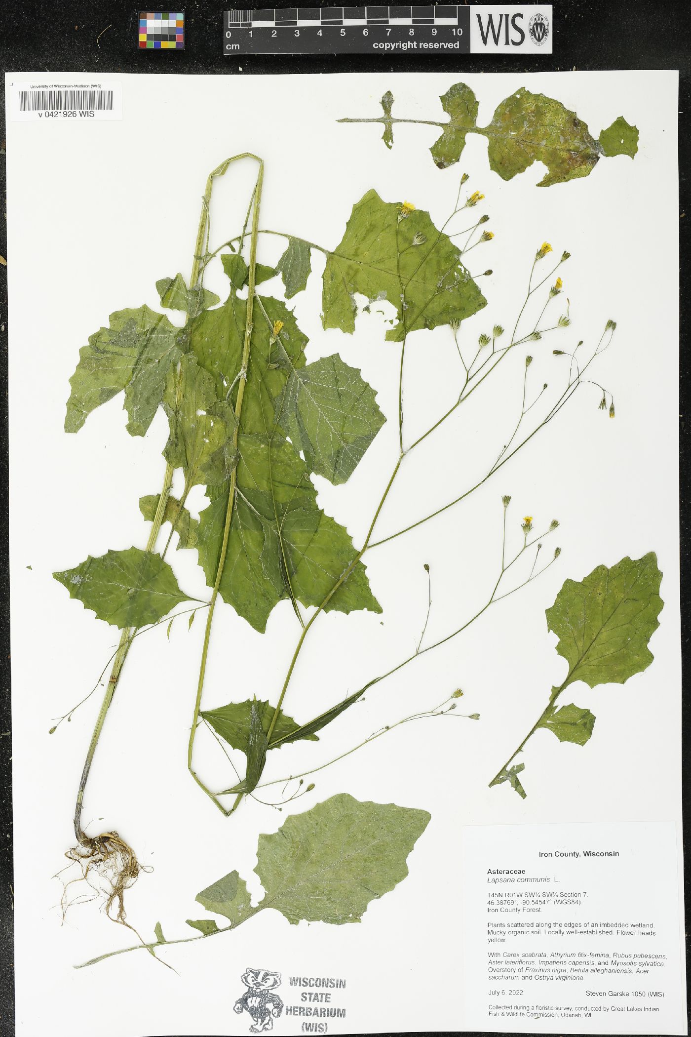 Lapsana communis image