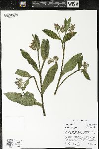 Symphytum officinale image