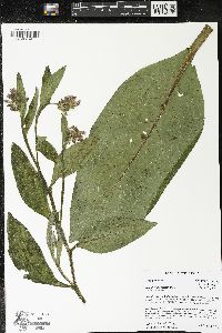 Symphytum officinale image