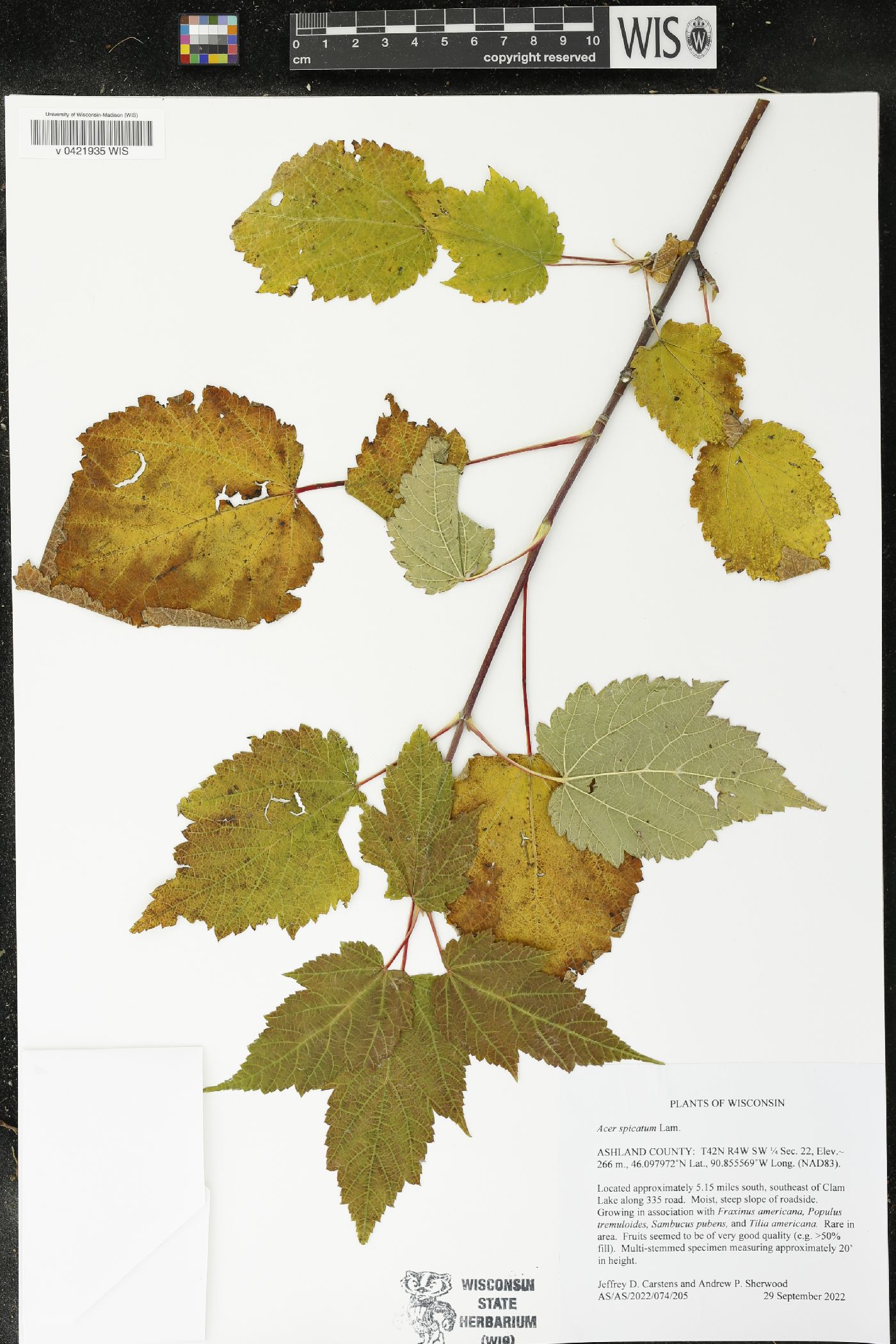 Acer spicatum image