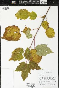 Acer spicatum image