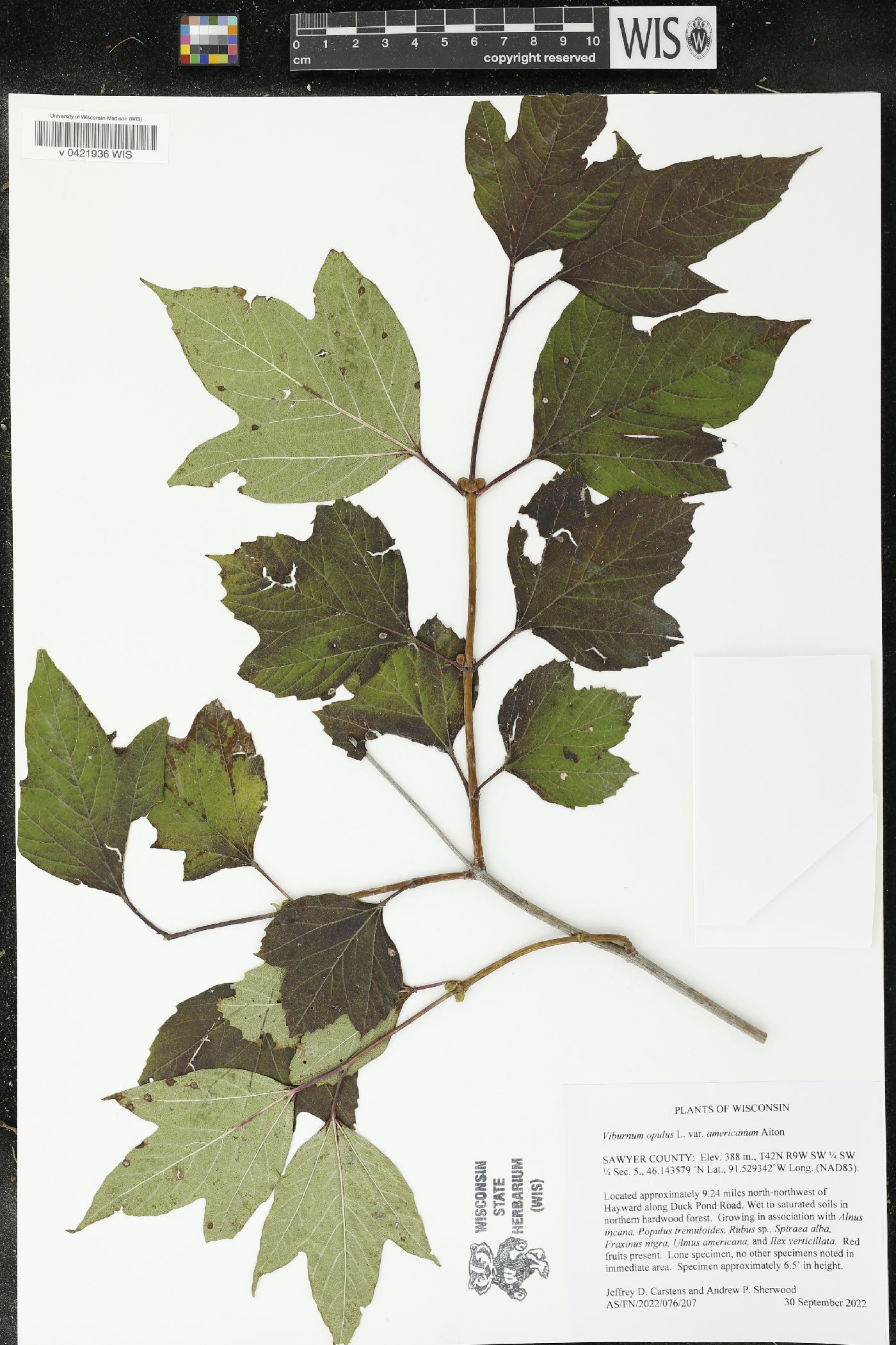 Viburnum trilobum image