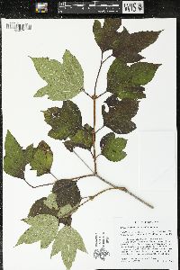 Viburnum trilobum image