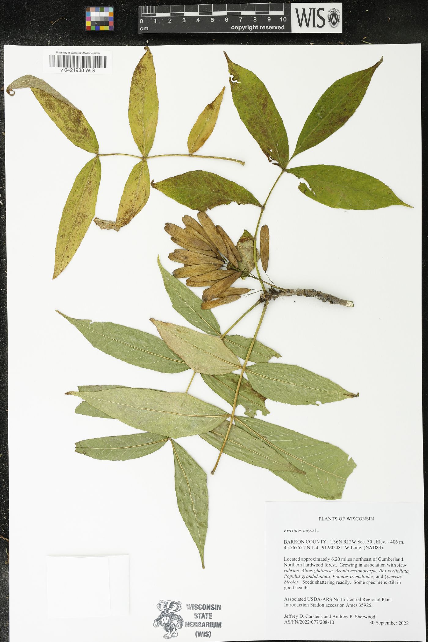 Fraxinus nigra image