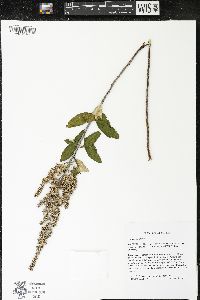 Spiraea tomentosa image