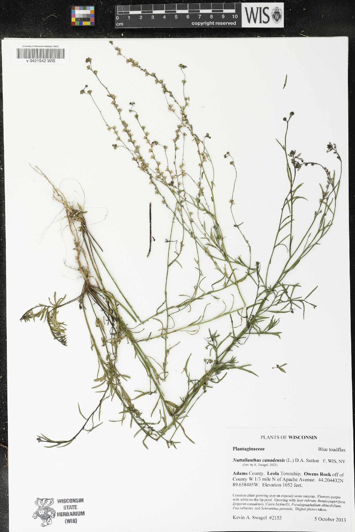 Nuttallanthus canadensis image