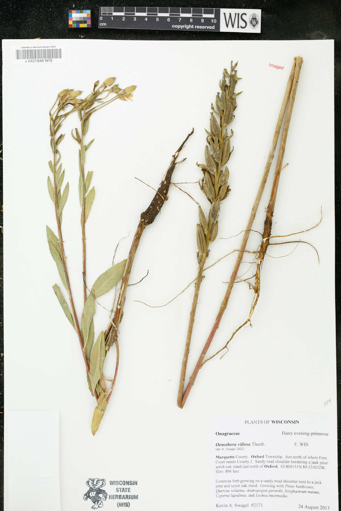 Oenothera villosa image