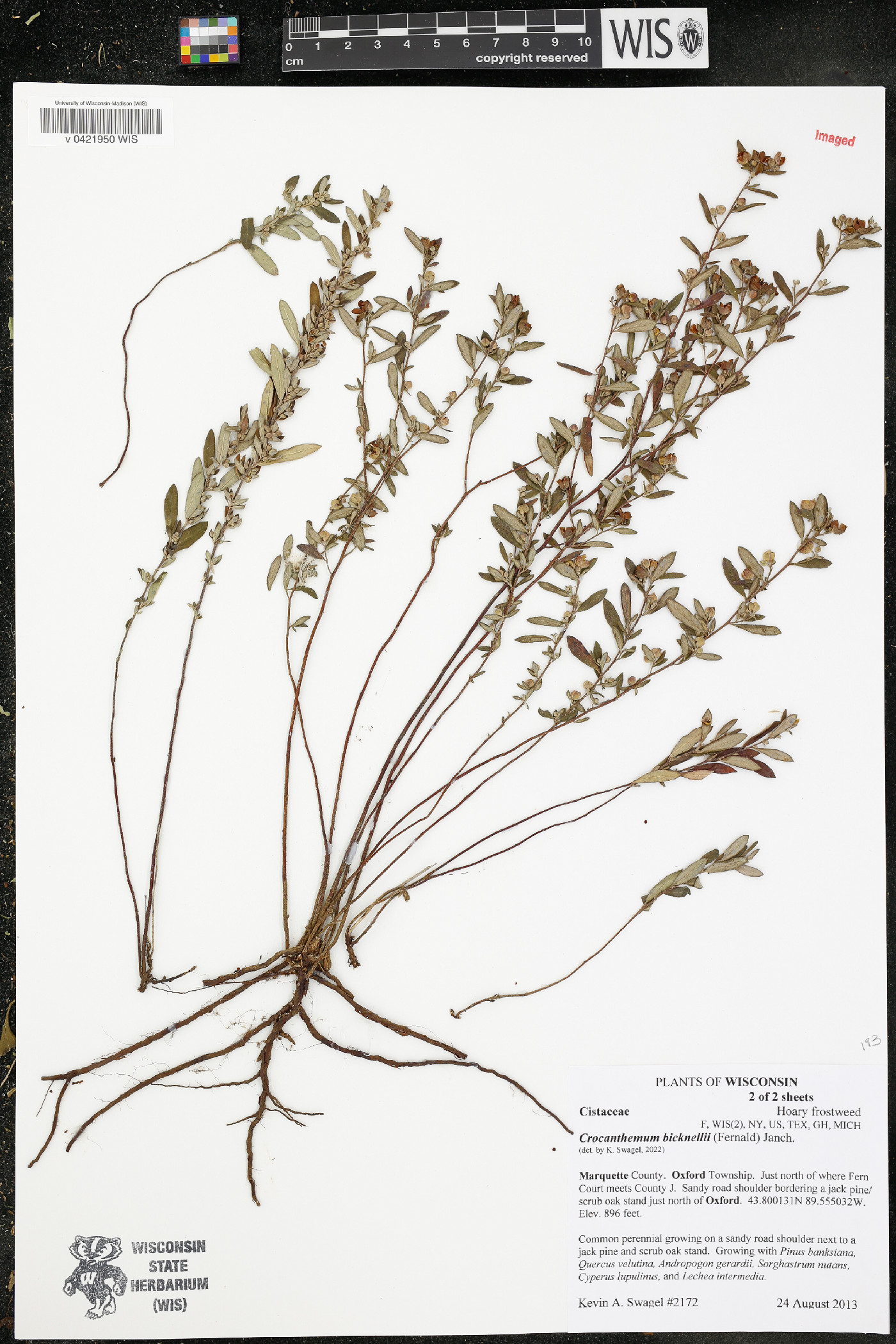 Crocanthemum bicknellii image