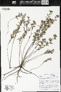 Crocanthemum bicknellii image