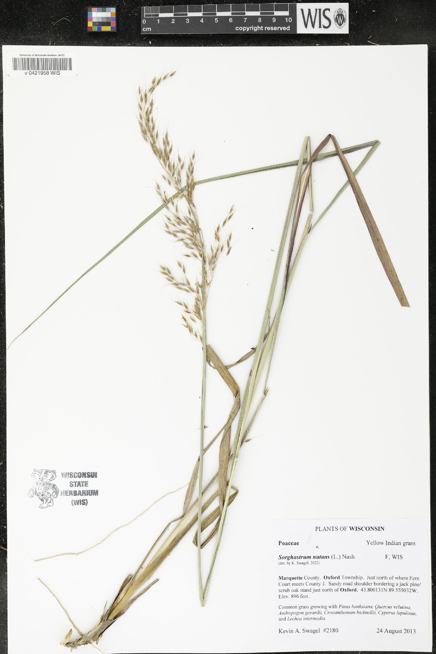 Sorghastrum nutans image