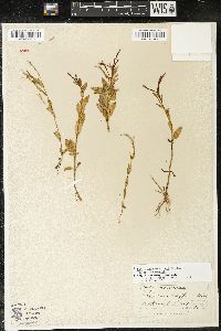 Epilobium halleanum image