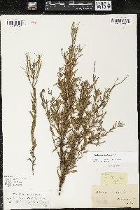 Epilobium strictum image