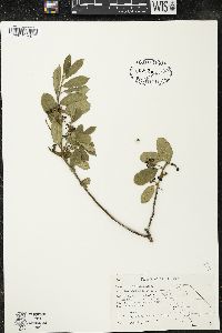 Frangula californica image