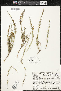 Penstemon linarioides image