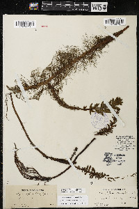 Myriophyllum heterophyllum image