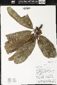 Matisia bracteolosa image