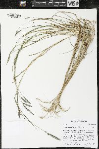 Muhlenbergia glomerata image