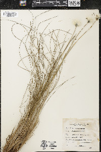 Eriophorum spissum image