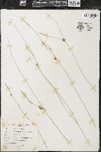 Carex oligosperma image