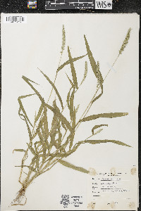 Setaria verticillata image