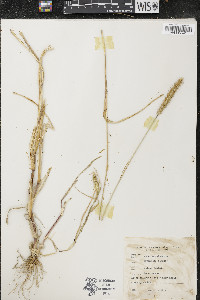 Pennisetum glaucum image