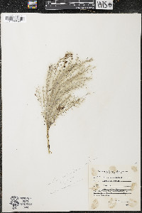 Miscanthus sacchariflorus image