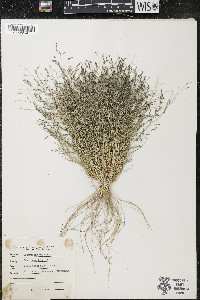 Eragrostis pilosa image