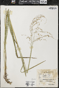 Glyceria canadensis image