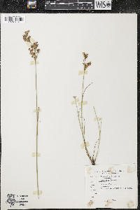 Juncus brevicaudatus image