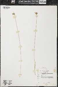 Juncus filiformis image