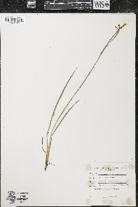 Sisyrinchium strictum image