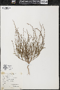 Polygonum tenue image