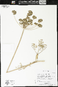 Lomatium brevifolium image