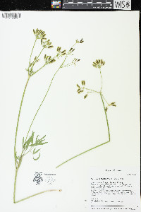 Lomatium brevifolium image