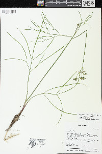 Lomatium simplex image