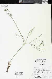 Lomatium simplex image