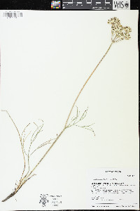 Lomatium simplex image