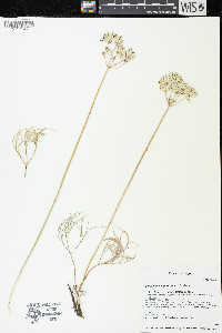 Lomatium simplex image