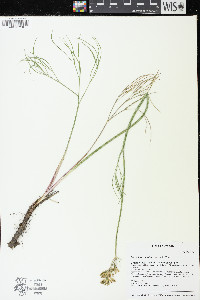 Lomatium simplex image