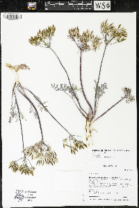 Lomatium macrocarpum image