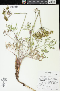 Lomatium brevifolium image