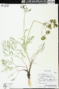 Lomatium brevifolium image