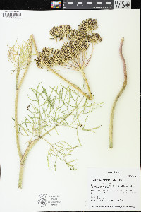 Lomatium brevifolium image